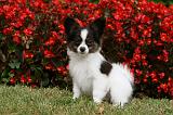 EPAGNEUL PAPILLON 007